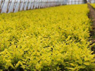 夏季種植金葉榆有哪些注意事項(xiàng)？