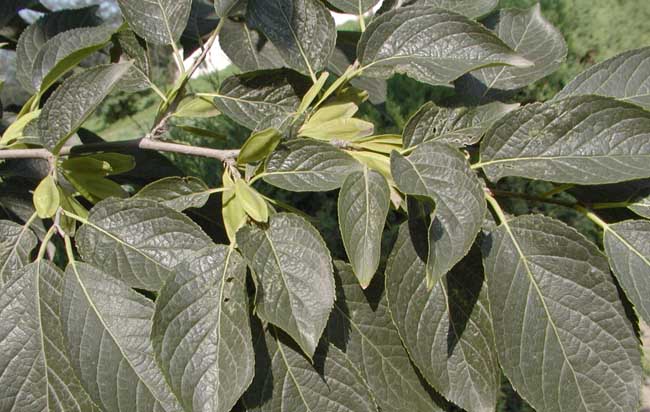 杜仲的種植養(yǎng)護技術