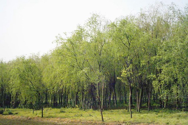8公分金絲垂柳的市場(chǎng)價(jià)格