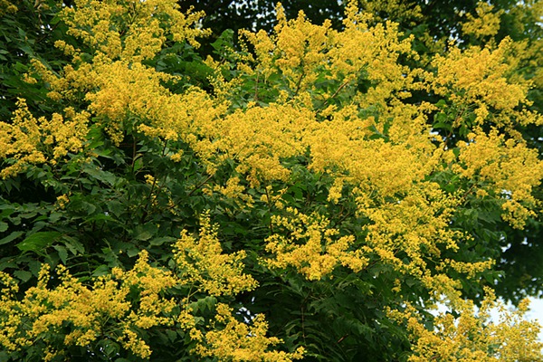 欒樹什么時(shí)候開花，花期多久