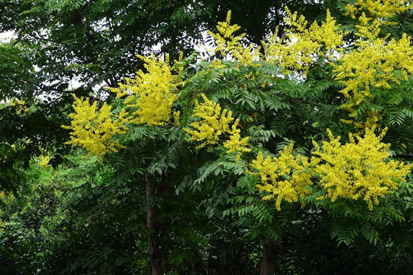 欒樹什么時(shí)候開花，花期多久