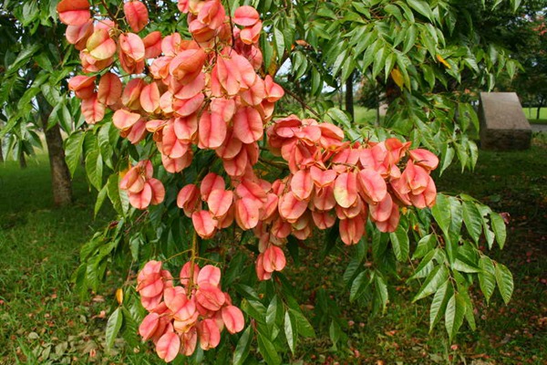 欒樹什么時(shí)候開花，花期多久