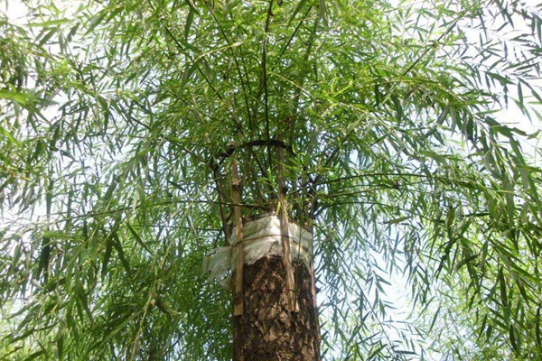 嫁接垂柳相對于原生垂柳有哪些優(yōu)勢？