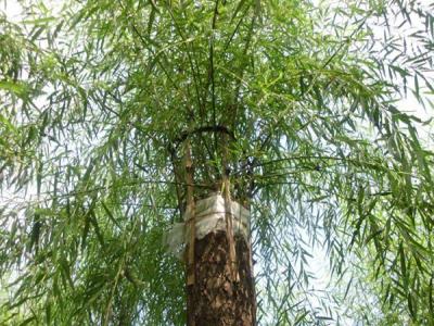 嫁接垂柳相對于原生垂柳有哪些優(yōu)勢？