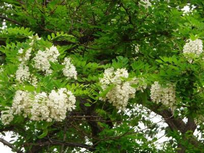 刺槐花語是什么？寓意是什么？