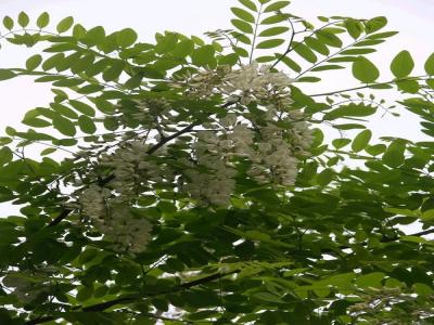 刺槐花可以吃嗎，應(yīng)該怎么吃？