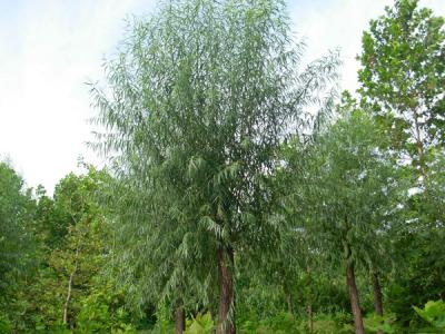河北保定饅頭柳幼苗應(yīng)該怎么買(mǎi)？