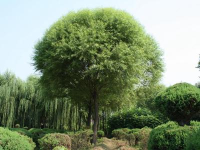 饅頭柳和旱柳二者有什么區(qū)別？