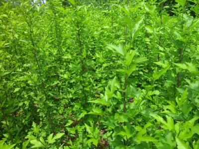 木槿樹(shù)的風(fēng)水寓意是什么？