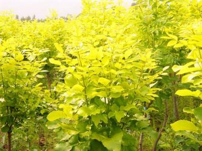 金葉白蠟和白蠟有什么相同點和不同點？