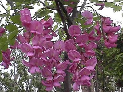 嫁接香花槐的市場價(jià)格是多少？