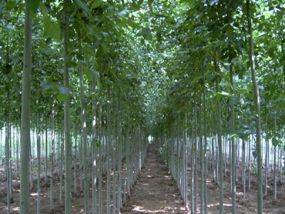 白毛楊小苗在哪里可以購買得到？