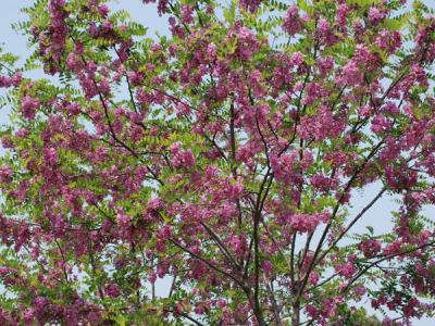 嫁接香花槐基地在哪里？