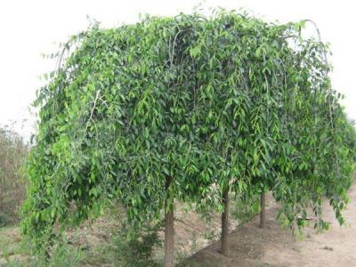 小葉垂榆種植在哪些地區(qū)，有什么特點？