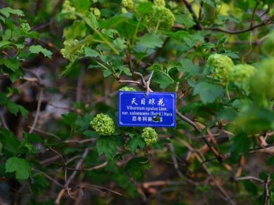 天目瓊花這味藥藥效如何體現(xiàn) ？