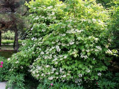 應(yīng)該如何區(qū)別天目瓊花以及瓊花 ？