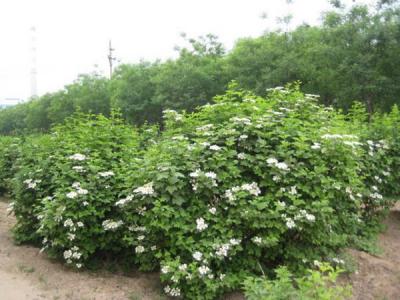 天目瓊花小苗可以去哪兒買(mǎi) ？