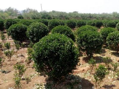 大葉黃楊小苗應(yīng)該去哪里購買比較好 ？