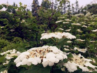 天目瓊花的美化綠化價(jià)值如何具體體現(xiàn) ？