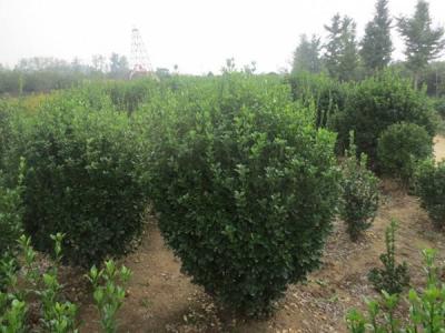 大葉黃楊的風水寓意是什么 ？