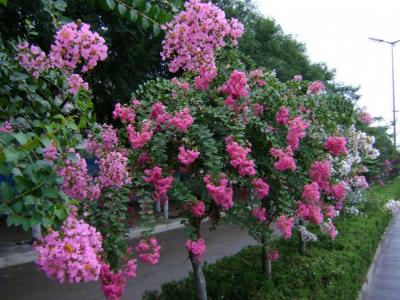 紫薇樹的種植間距大約為多少？如何掌握