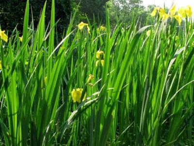 黃菖蒲的園林價(jià)值都有哪些？