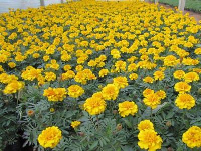 地被菊幾月份開(kāi)花，效果怎么樣