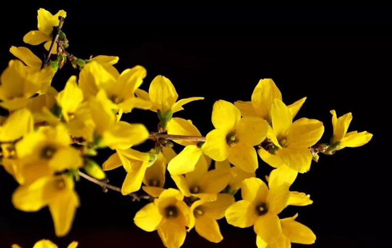 迎春花和連翹花有什么區(qū)別？