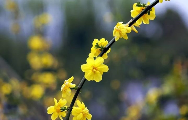 迎春花和連翹花有什么區(qū)別？