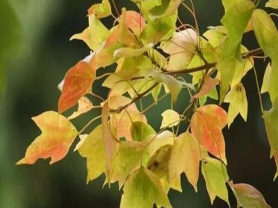 三角楓、五角楓、紅楓、羽毛楓的區(qū)別