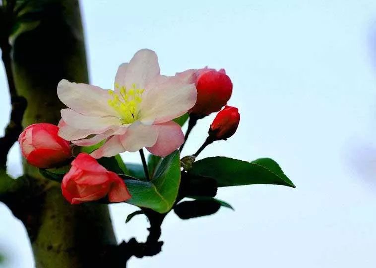 八棱海棠的果實(shí)能不能吃,八棱海棠的果實(shí)能吃嗎？