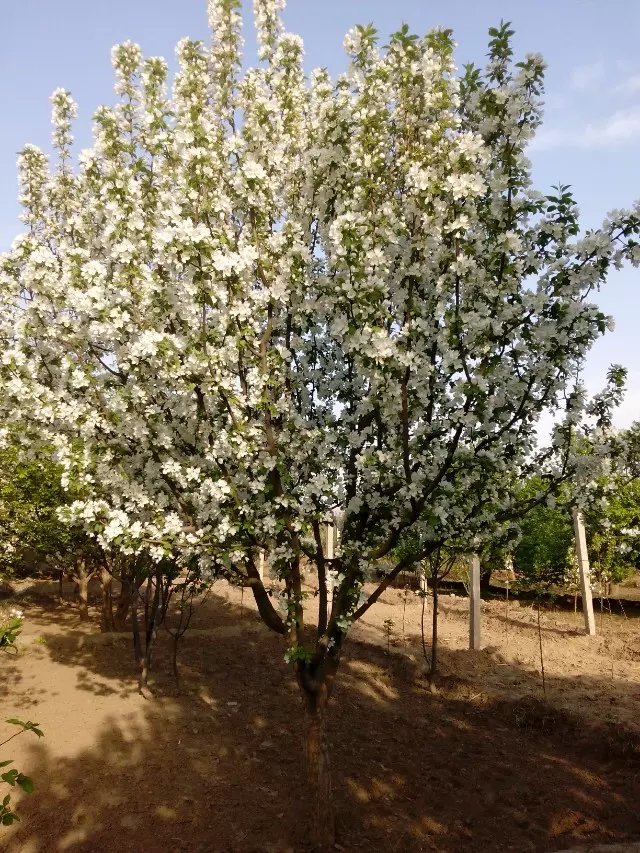 八棱海棠花期多久，幾月份開花