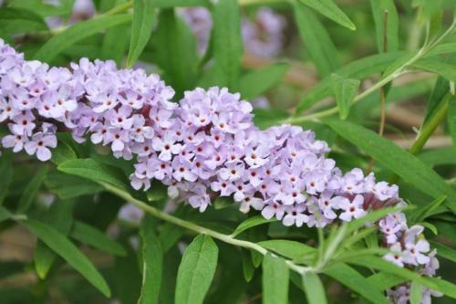 醉魚草花期是幾月，花期有多長