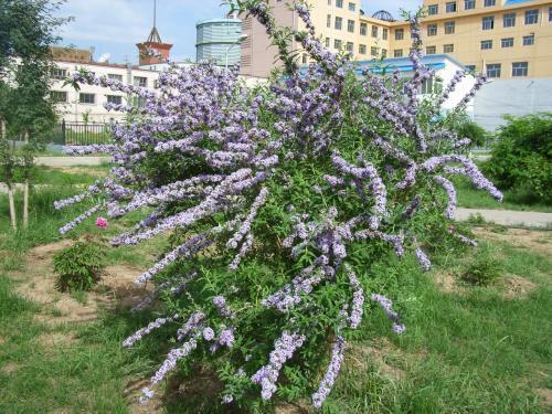 醉魚草花期是幾月，花期有多長
