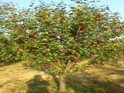 八棱海棠花期多久，幾月份開(kāi)花