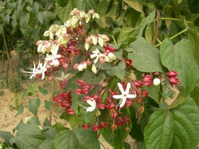 海洲常山有毒嗎，果實能不能吃？