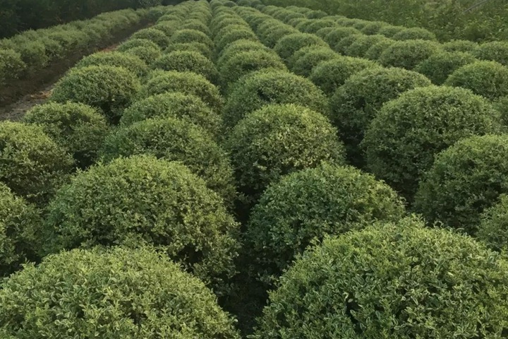 銀姬水蠟球 銀姬水蠟球