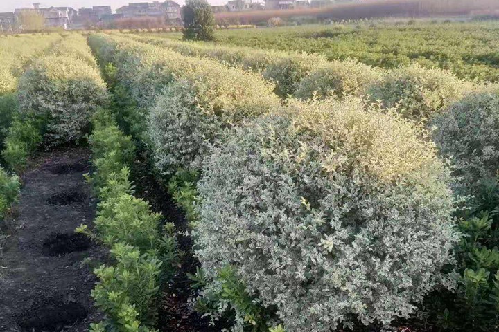 銀姬水蠟球 銀姬水蠟球