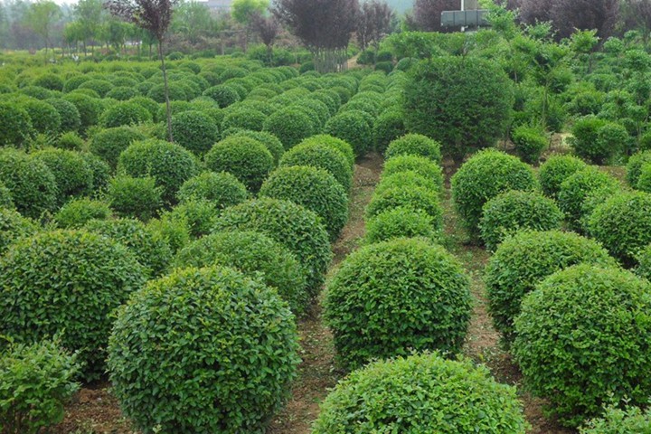 水蠟球冬天落葉嗎 水蠟球冬天落葉嗎