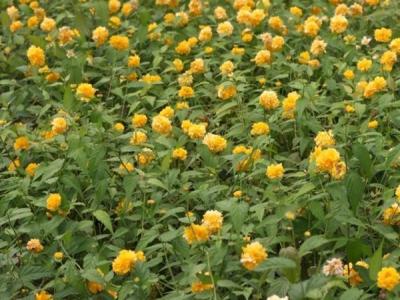棣棠花一年開(kāi)幾次花
