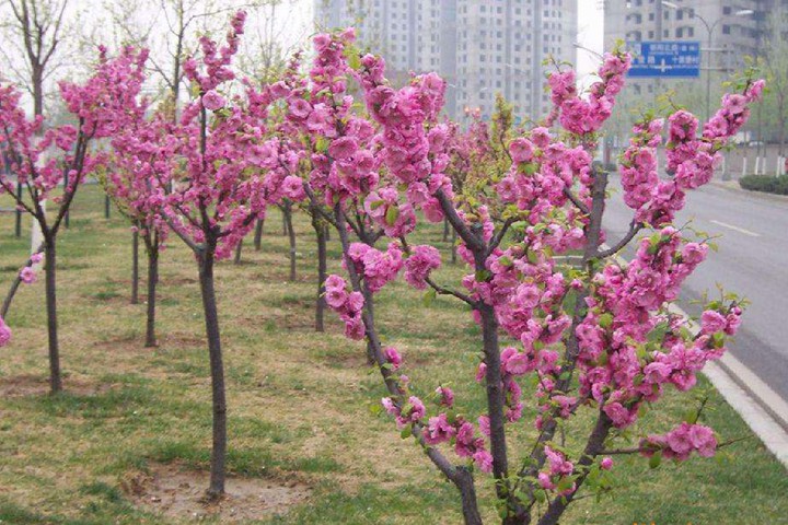 青葉碧桃 青葉碧桃