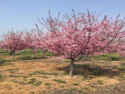 櫻花樹苗幾年才能開花？花期在什么時候？