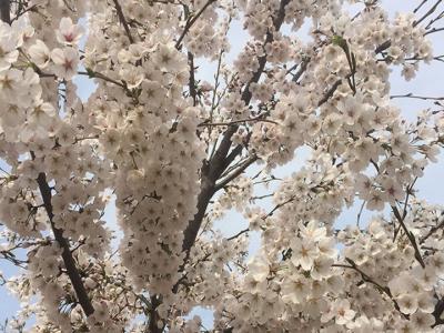 日本櫻花樹(shù)什么時(shí)候開(kāi)花？花期多久？