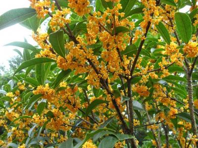 桂花樹苗批發(fā)售價多少？種植性價比如何？