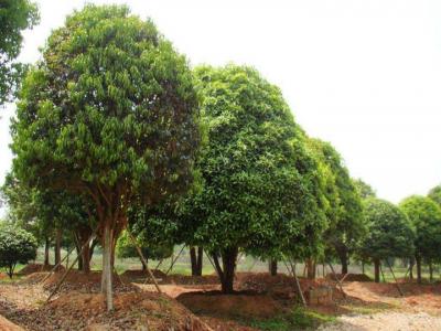 桂花樹(shù)苗價(jià)格表，桂花樹(shù)的栽種事項(xiàng)有哪些？