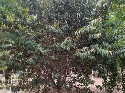 青葉碧桃花果期在什么時候？