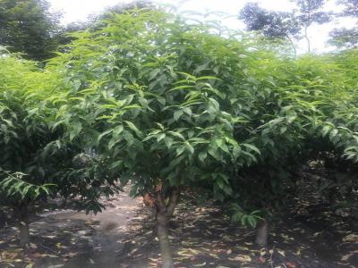 青葉碧桃和桃樹的區(qū)別在哪里？