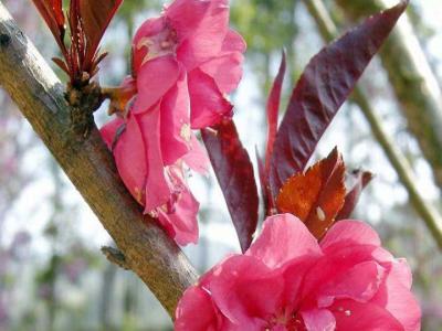 紫葉碧桃和紅葉碧桃的區(qū)別在哪里？