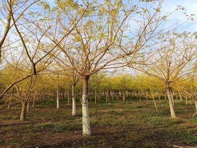 十二公分黃金槐樹價(jià)格