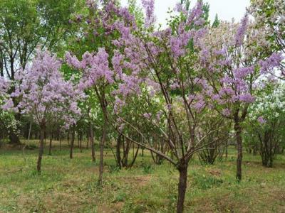丁香樹(shù)什么時(shí)候開(kāi)花